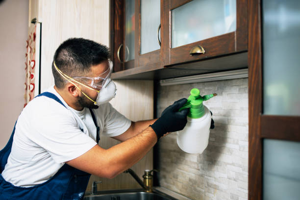 Best Wasp Removal Services  in Poteet, TX