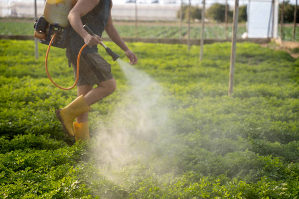 Best Flea Control Services  in Poteet, TX