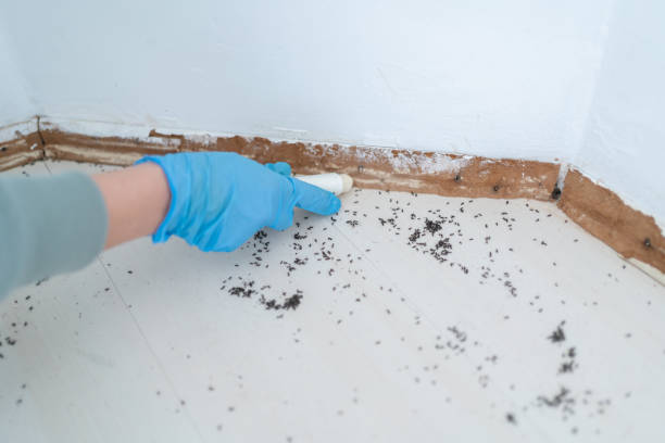 Best Mosquito Control Services  in Poteet, TX
